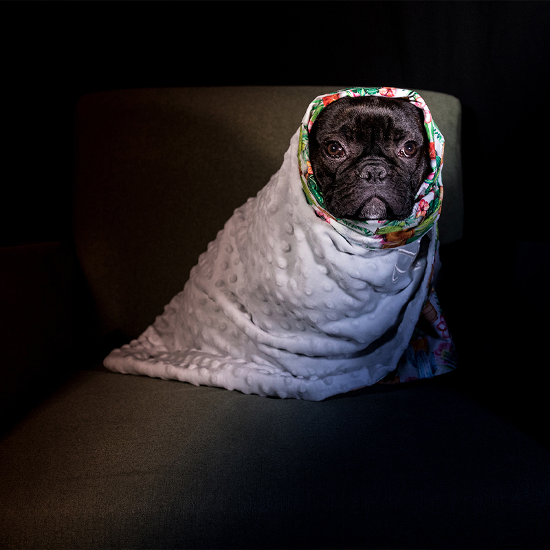 lovelydog Lovelydog
